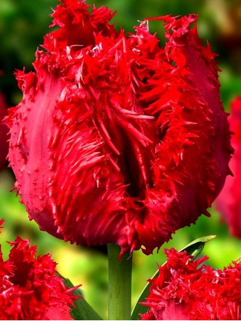 Лале (Tulipa Barbados) T42 Лале (Tulipa Barbados) T42